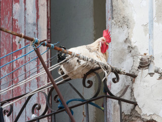 Havana, Cuba13