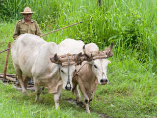 Viñales, Cuba4