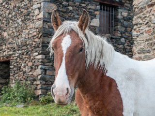 Borde de la Coruvilla, Parque de Coma Pedrosa, Andorra2