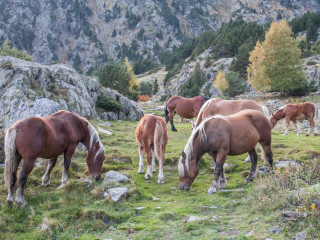 Borde de la Coruvilla, Parque de Comapedrosa, Andorra