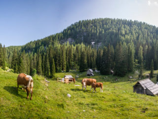 Planina pri Jezeru, Fuzinarske planine, Slovenia1