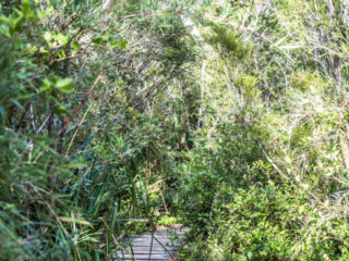 Parque Nacional Chiloé, Isla de Chiloé, Chile 3