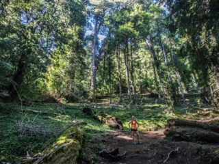 Parque Nacional Huerquehue, Chile 2