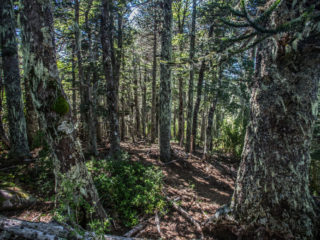 Parque Nacional Huerquehue, Chile 9