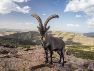 Sierra de Gredos, España 11