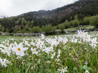 Arcalís, Andorra 10