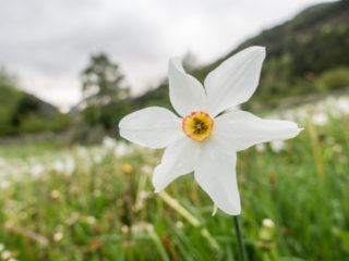 Arcalís, Andorra 9