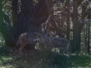 Naturlandia, Andorra 13