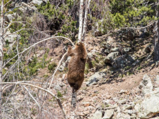 Naturlandia, Andorra 7