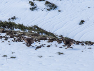 Refugi de Rialb, Sorteny, Andorra 3